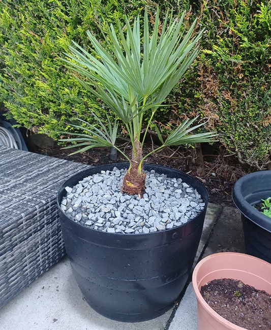 1 x Hardy Fan Palm, Trachycarpus forunei, Outdoor, 50-55cm Tall, Exotic Patio Plant for Mediterranean Style Gardens Supplied as 1 x Established Fan Palm