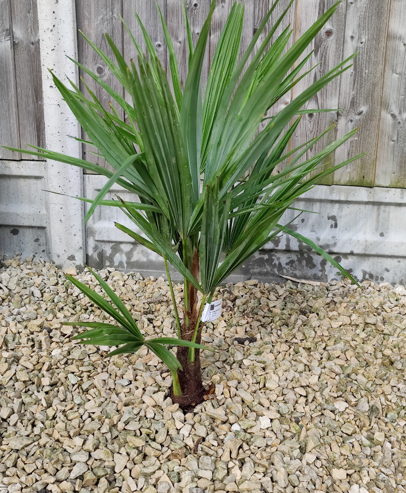 1 x Hardy Fan Palm, Trachycarpus forunei, Outdoor, 50-55cm Tall, Exotic Patio Plant for Mediterranean Style Gardens Supplied as 1 x Established Fan Palm