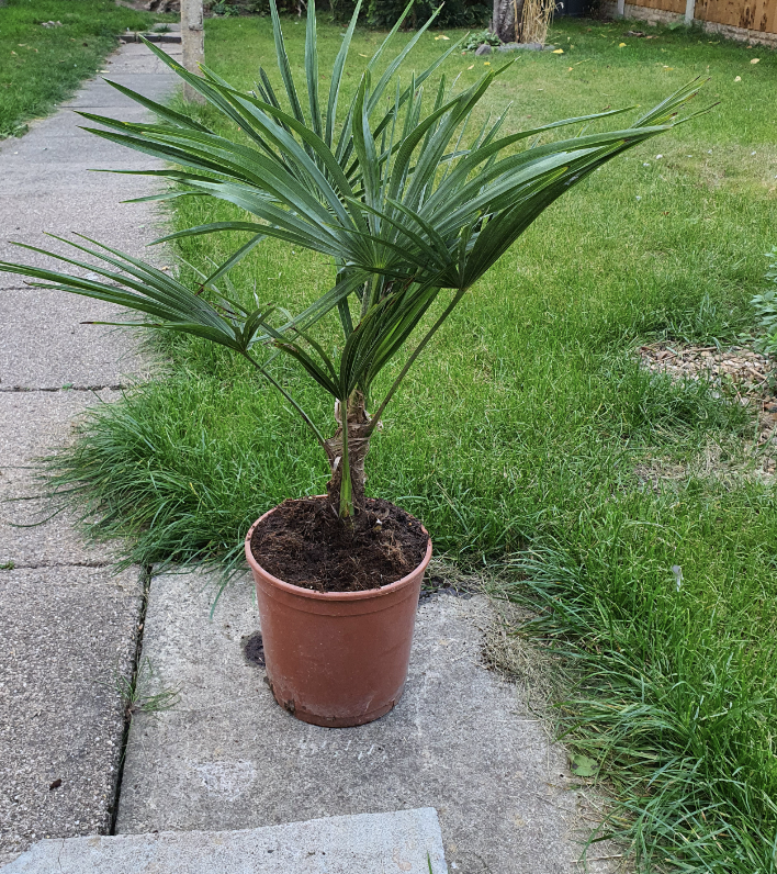 1 x Hardy Fan Palm, Trachycarpus forunei, Outdoor, 50-55cm Tall, Exotic Patio Plant for Mediterranean Style Gardens Supplied as 1 x Established Fan Palm