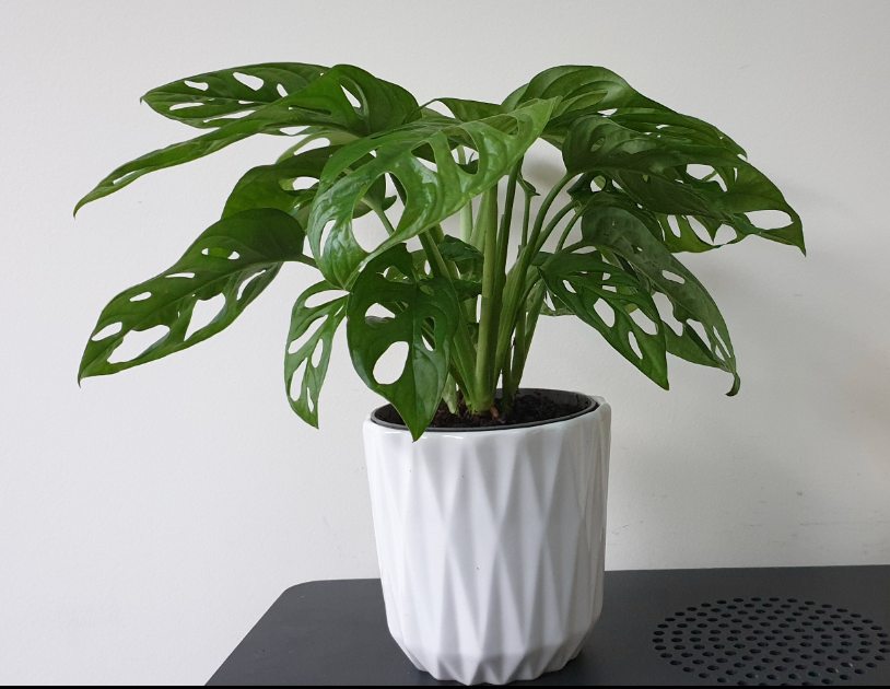 Vibrant Monstera Obliqua - Monkey Leaf | Indoor Potted Houseplant | 20-30cm with Pot