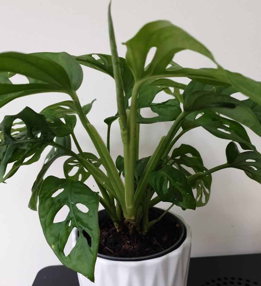 Vibrant Monstera Obliqua - Monkey Leaf | Indoor Potted Houseplant | 20-30cm with Pot