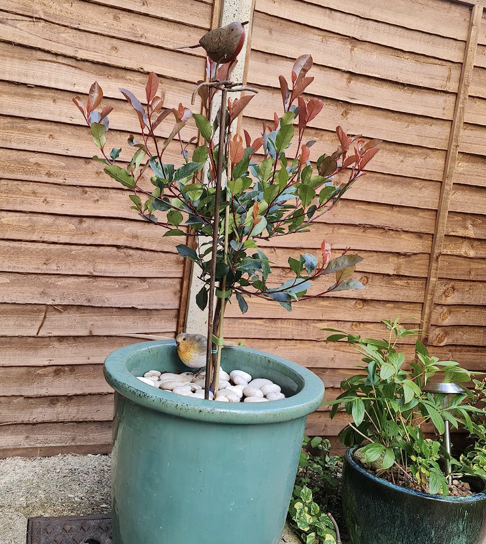 Photinia 'Little Red Robin' Standard Tree 1M tall