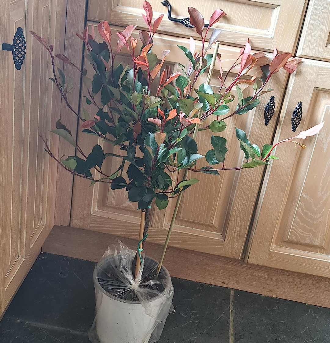 Photinia 'Little Red Robin' Standard Tree 1M tall