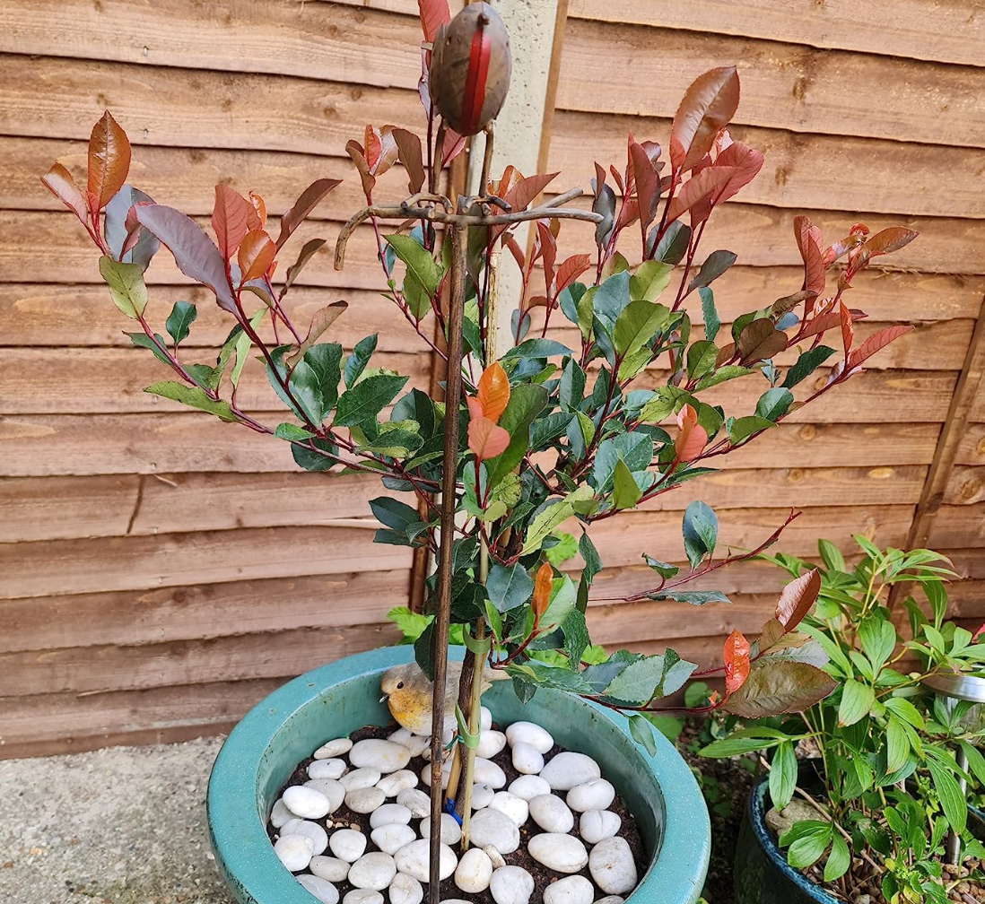 Photinia 'Little Red Robin' Standard Tree 1M tall