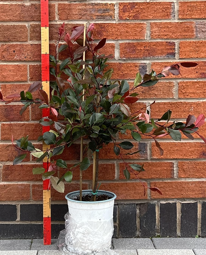 Photinia 'Little Red Robin' Standard Tree 1M tall