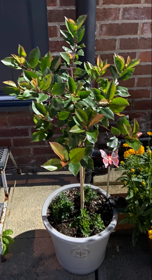 Photinia 'Little Red Robin' Standard Tree 1M tall