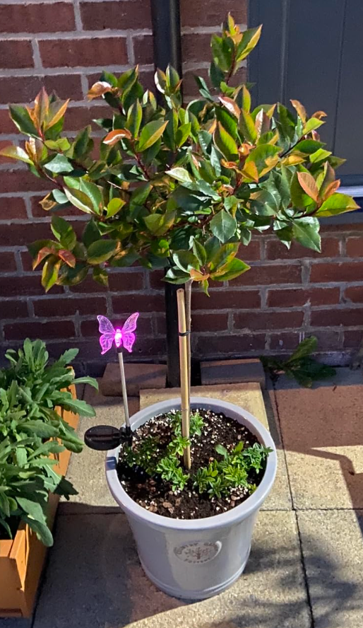 Photinia 'Little Red Robin' Standard Tree 1M tall