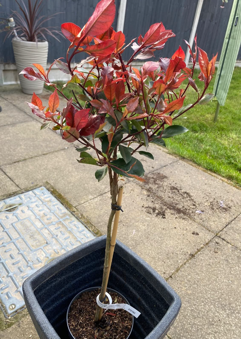 Photinia 'Little Red Robin' Standard Tree 1M tall