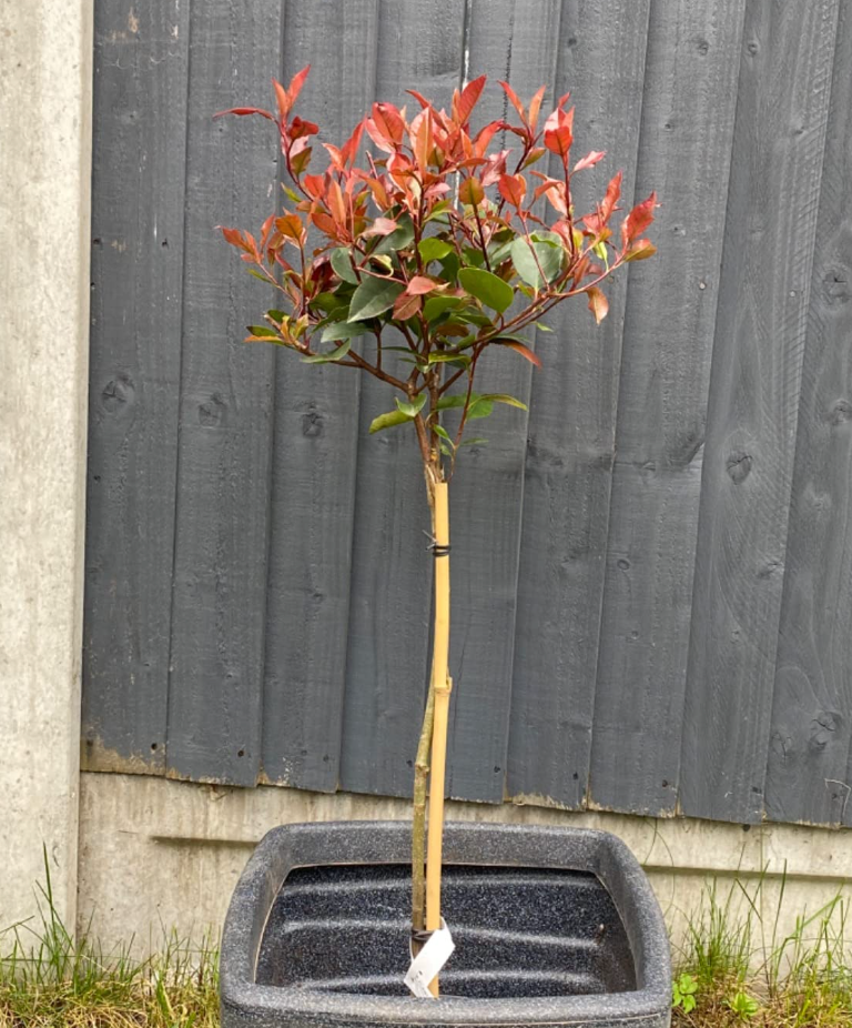 Photinia 'Little Red Robin' Standard Tree 1M tall