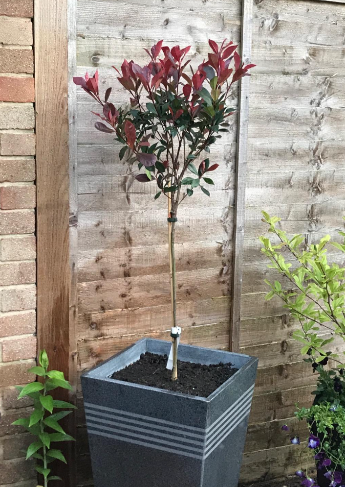 Photinia 'Little Red Robin' Standard Tree 1M tall