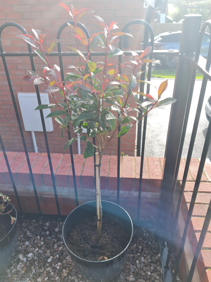 Photinia 'Little Red Robin' Standard Tree 1M tall