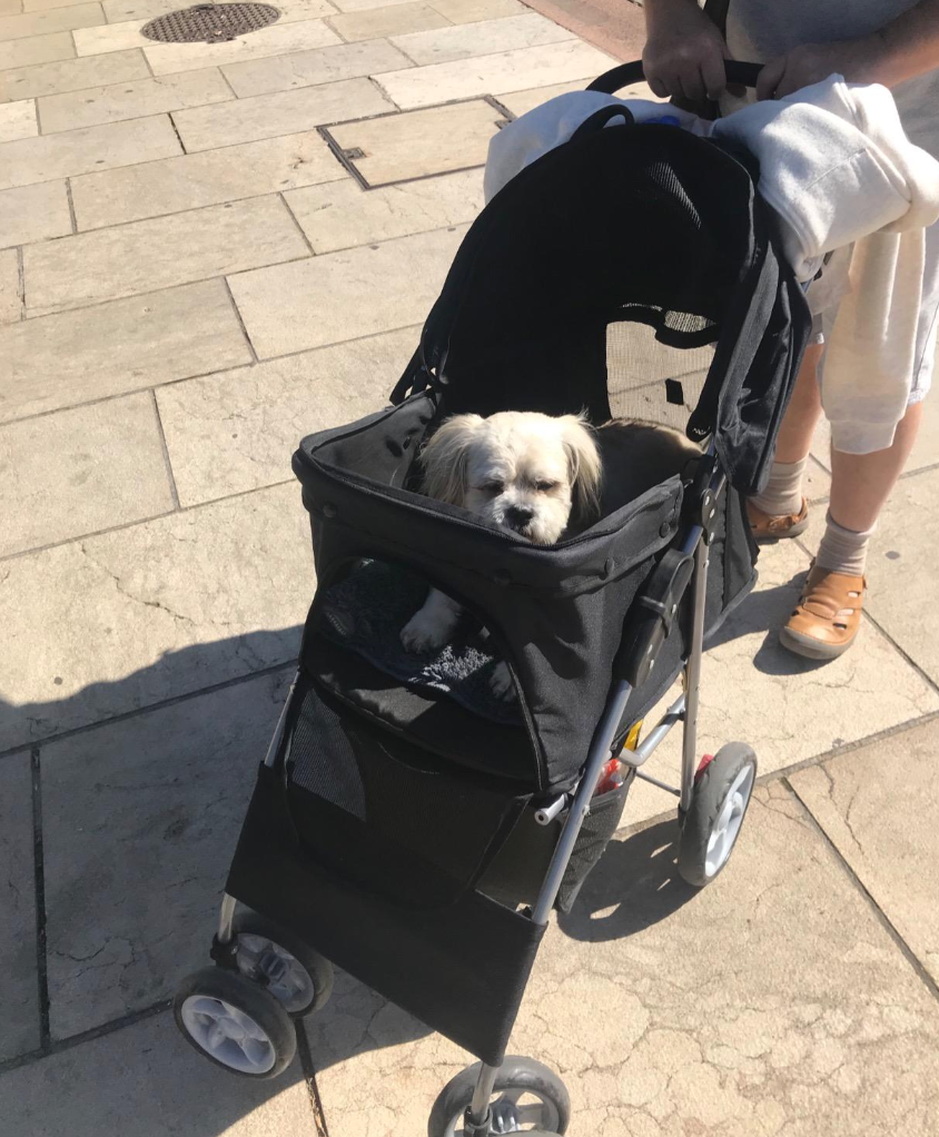 Pet Travel Stroller Dog Cat Pushchair Pram Jogger Buggy with 4 Wheels (Black)