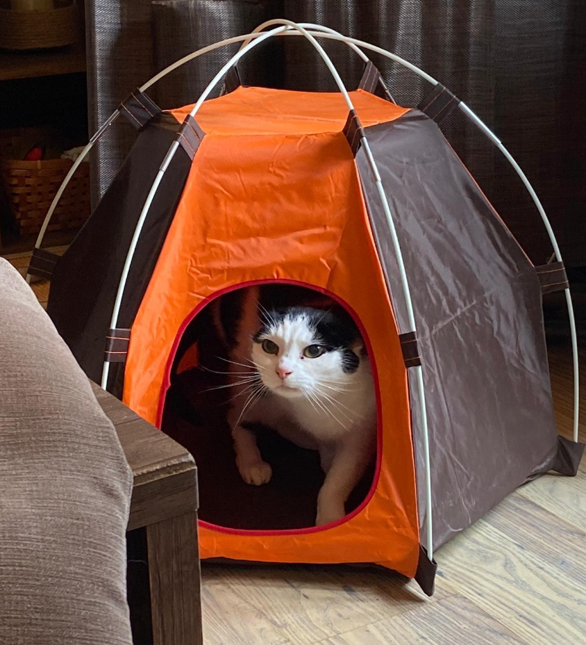 Portable Folding Dog Tent Cat House Bed, Outdoor Waterproof Animals Shelter Wigwam, Summer Beach Sunscreen Rabbit,Travel Camping pet Cage in Car, Door Entrance size 20 * 24 cm