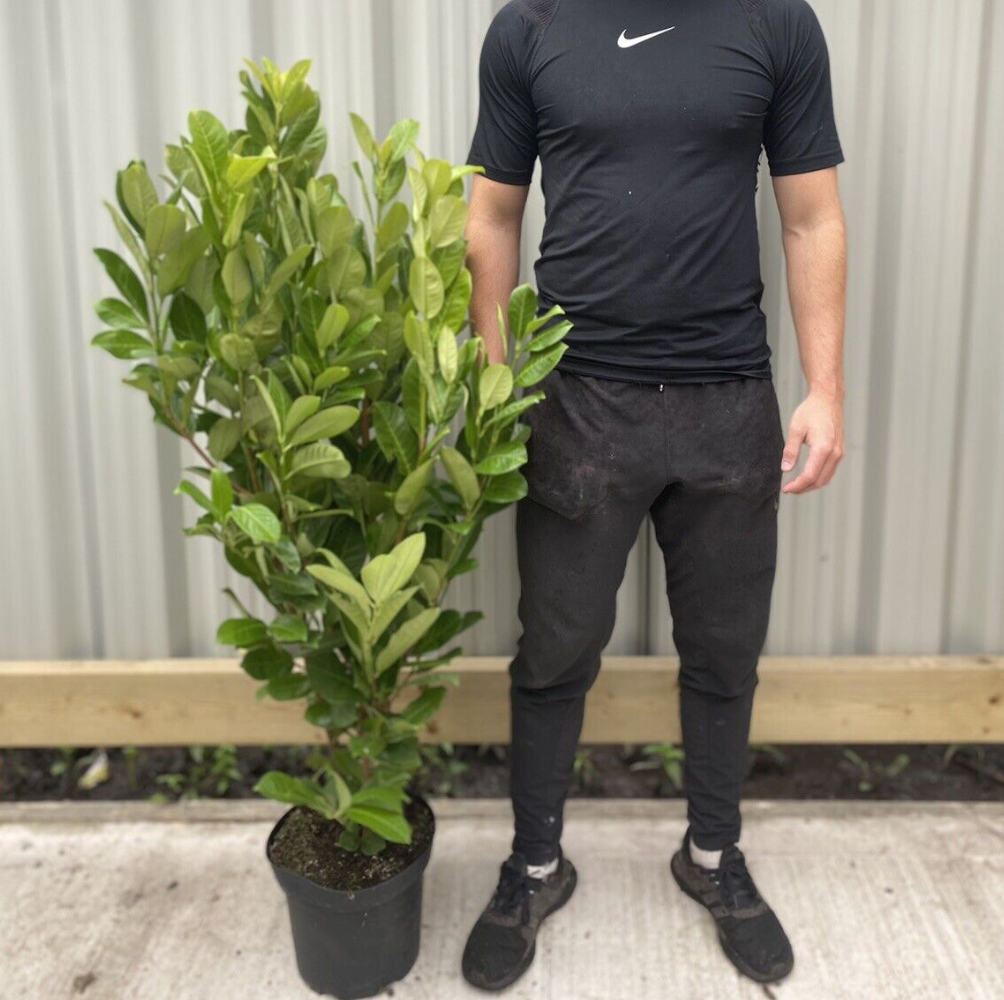 5ft Potted Cherry Laurel Hedging Plants