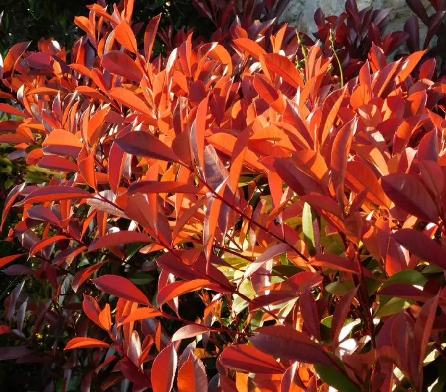 10 Carre Rouge Hedging – Photinia X Fraseri Carre Rouge 90-110cm