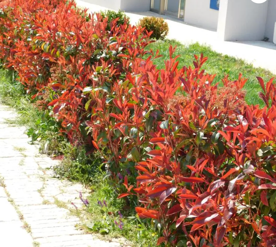 10 Carre Rouge Hedging – Photinia X Fraseri Carre Rouge 90-110cm