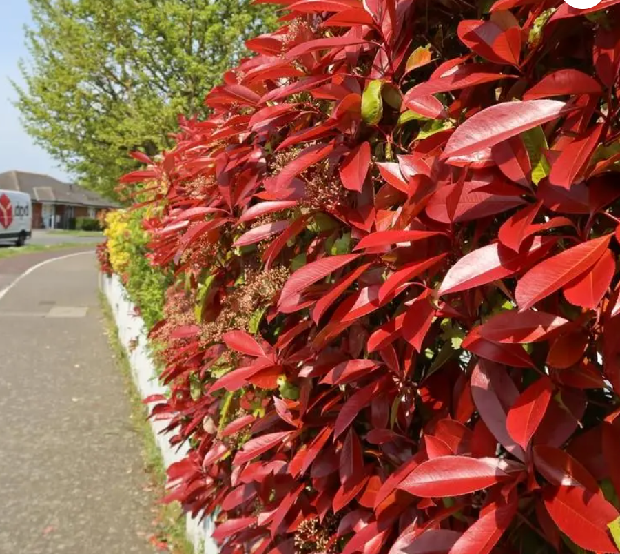 10 Carre Rouge Hedging – Photinia X Fraseri Carre Rouge 90-110cm