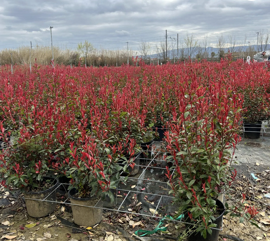 10 Carre Rouge Hedging – Photinia X Fraseri Carre Rouge 90-110cm