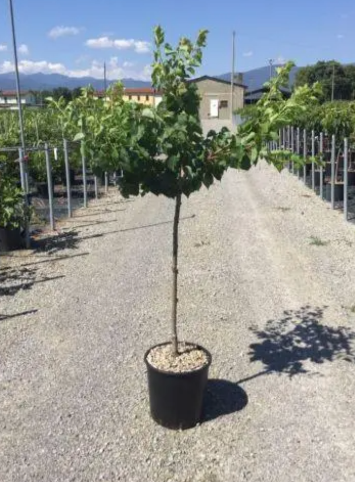 Apricot Trees – Prunus Armenica 130-150cm Tall 8-10cm stem Girth Potted Plant