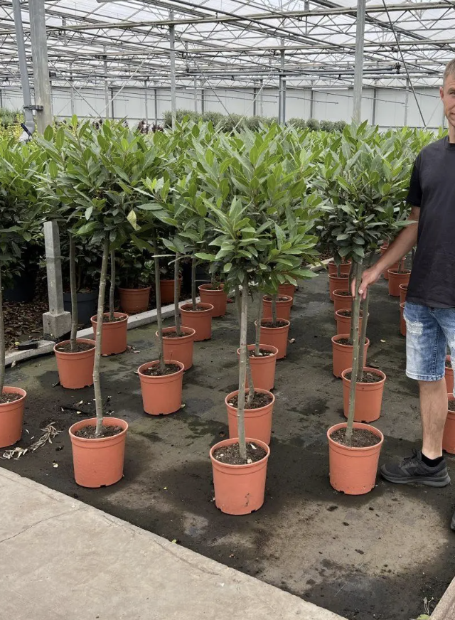 Bay Laurel Trees – Laurus Nobilis Pot Grown 130-150cm Plant 4-6cm Stem Girth