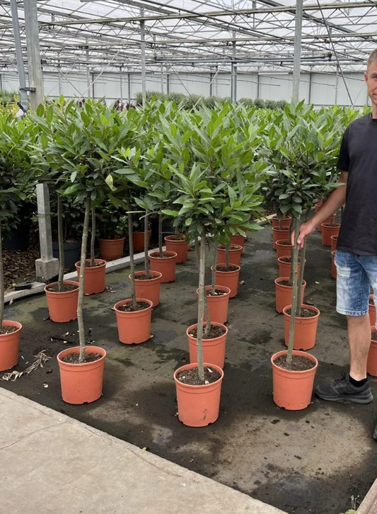 Bay Laurel Trees – Laurus Nobilis Pot Grown 130-150cm Plant 4-6cm Stem Girth