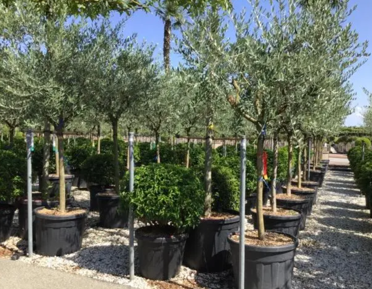 Olive – Olea Europaea half Standard 130-150cm Tall 12-14cm Stem Girth Potted Plant