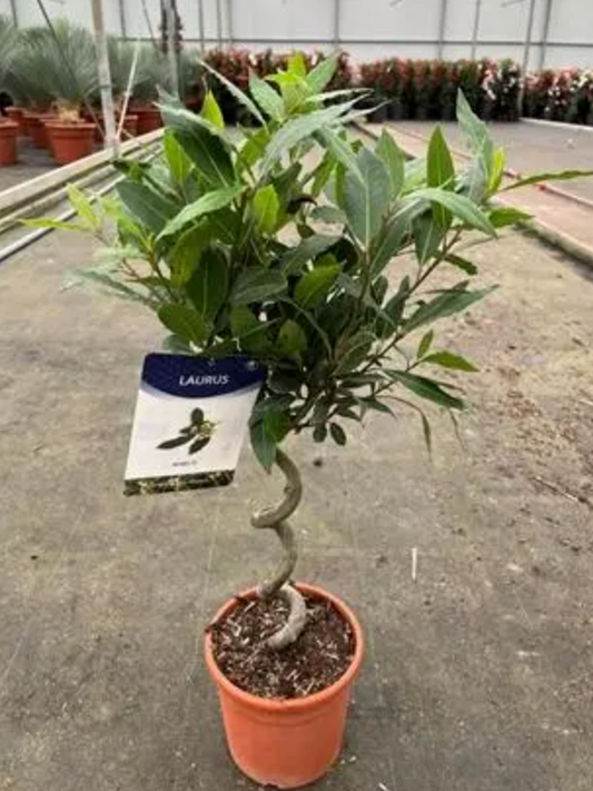 Bay Laurel Topiary – Laurus Nobilis Twisted Stem 110-130cm Tall Potted Plant