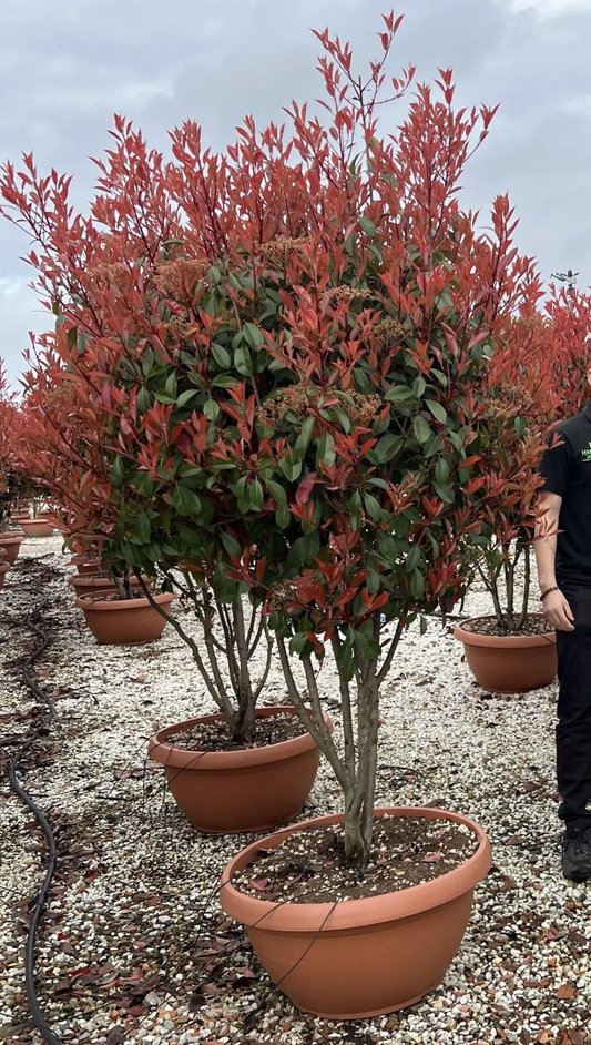 Carre Rouge Topiary – Photinia X Fraseri Carre Rouge Pom Pom 150-170cm Tall