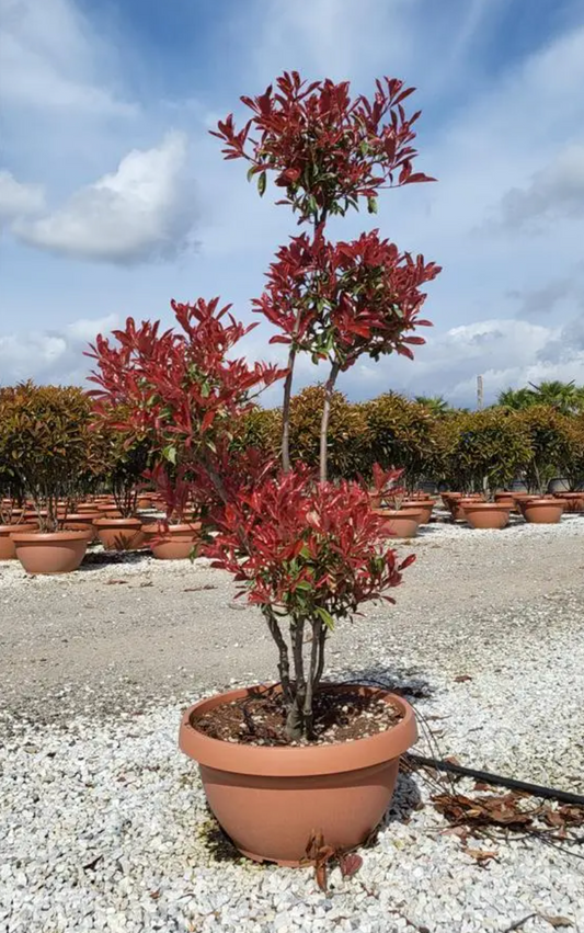 Pink Marble Topiary – Photinia X Fraseri Pink Marble Pom Pom 130-150cm Tall Potted Plant