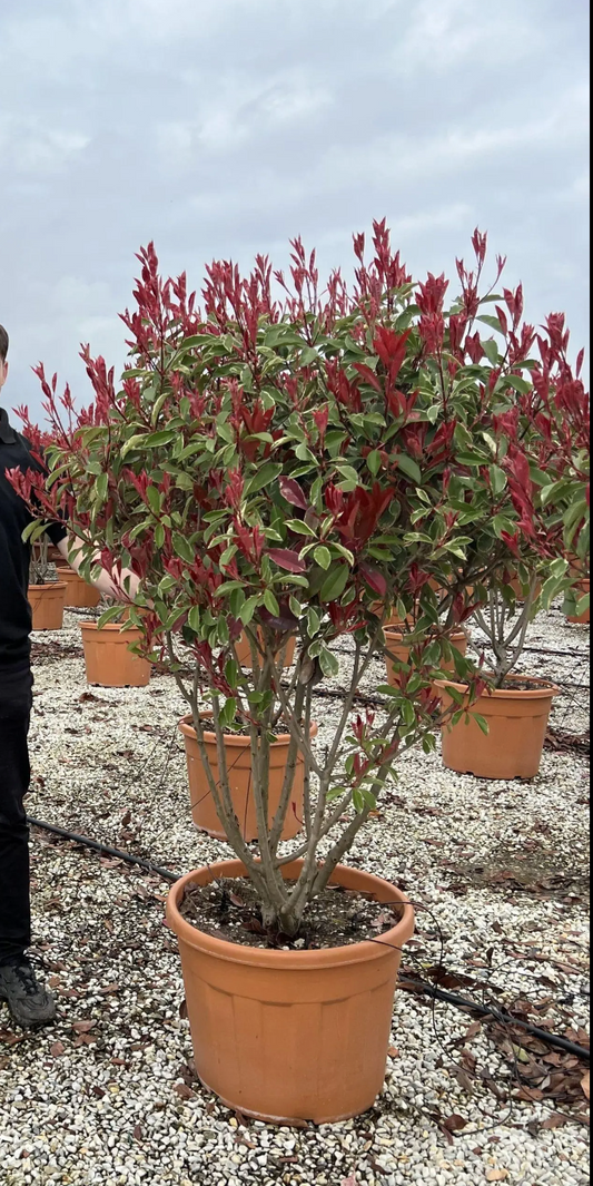 Pink Marble Topiary – Photinia X Fraseri Pink Marble Multi Stem 130-150cm Tall Potted Plant