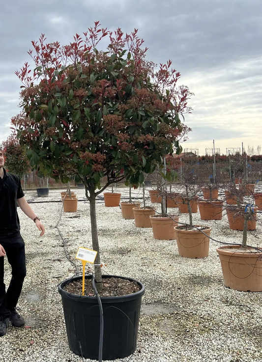 Red Robin Topiary – Photinia Fraseri Red Robin Multi Stem 150-170cm Pot Grown