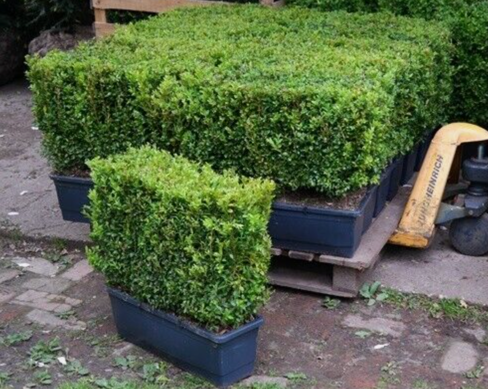 Buxus sempervirens (common box) instant hedging plants in troughs 50cm long