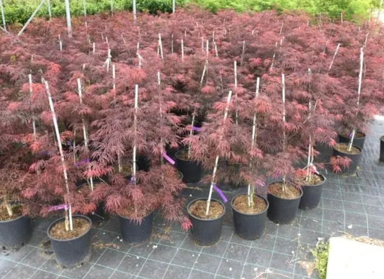 Autumn Red Japanese Maple Trees – Acer Palmatum Autumn Red 110-130cm Tall