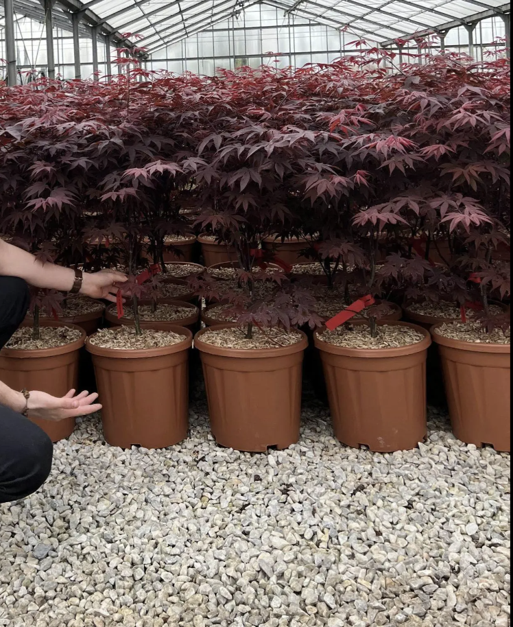 Bloodgood Japanese Maple Trees – Acer Palmatum Bloodgood 70-90cm