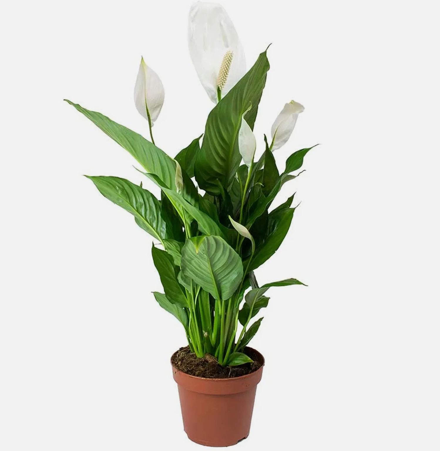 Spathiphyllum 'Peace Lily' House Plant - Live Indoor House Potted Tree In 9cm