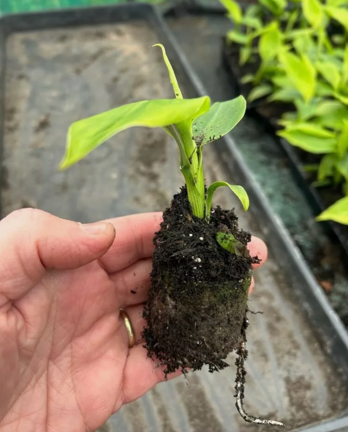 Musa 'Basjoo' x 5 Pack - 5/5cm JUMBO Plug Plants