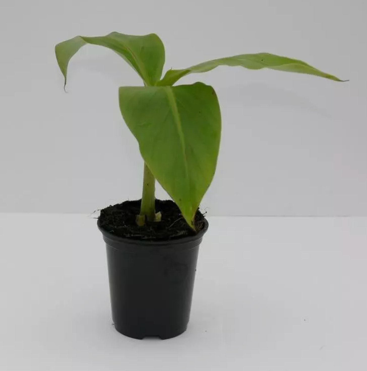 Musa 'Basjoo' x 5 Pack - 5/5cm JUMBO Plug Plants