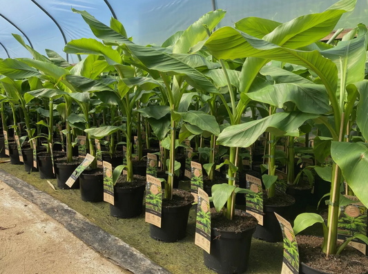 Musa Basjoo Fully Hardy Banana Fruit Tree 2-3ft Tall Large 3 Litre Pot