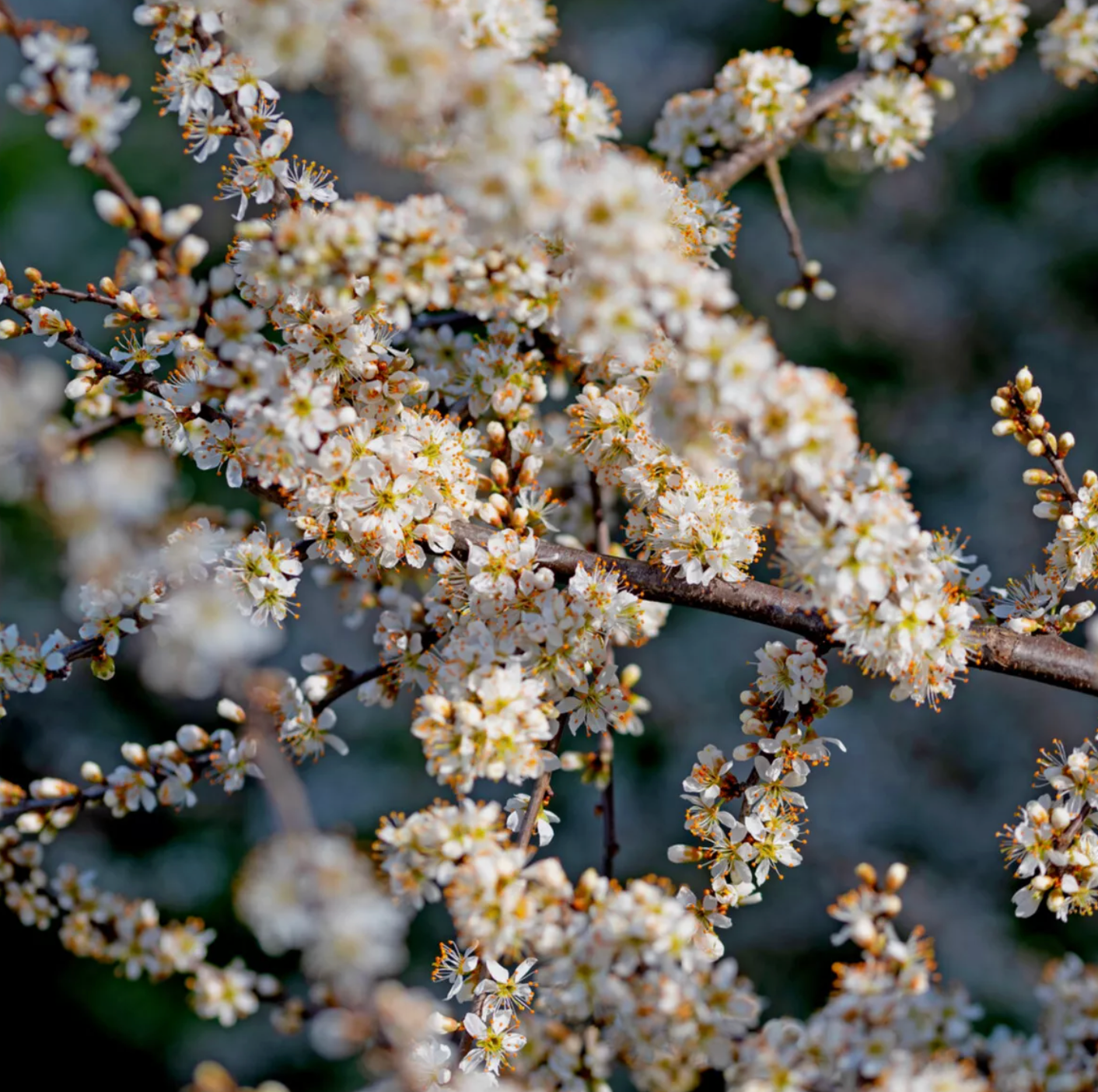 10 Blackthorn Hedging 2-3ft, Prunus Spinosa,Native Flowering Sloe Berry Hedge