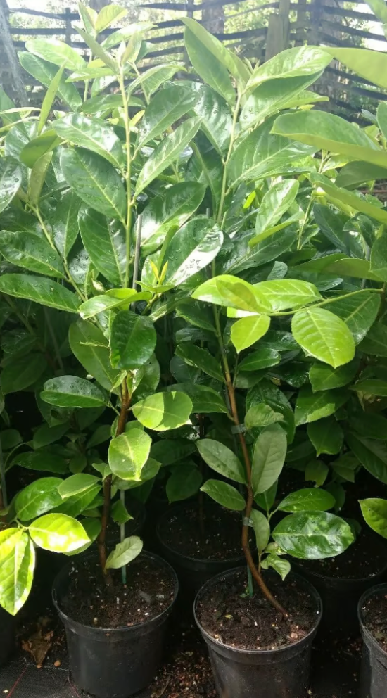 6 X CHERRY LAUREL PLANTS 60-80 CM 2 lt POTS, EVERGREEN HEDGING TREES/SHRUBS