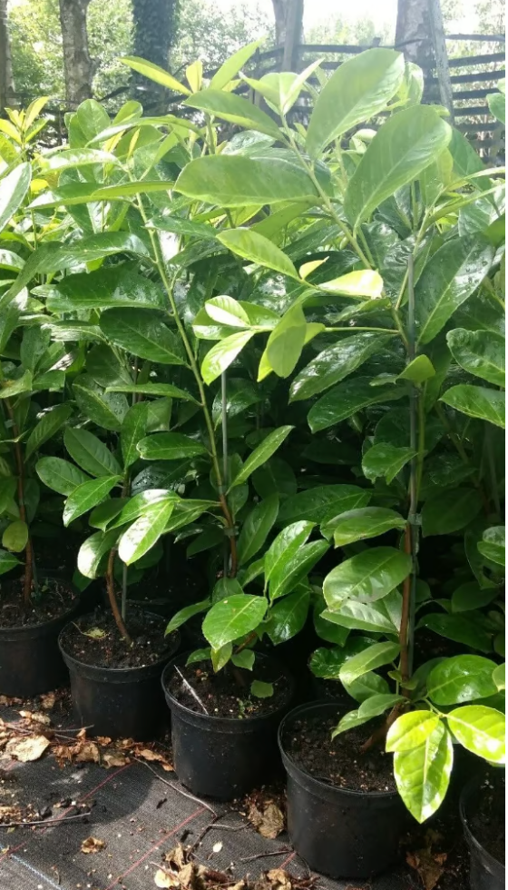 6 X CHERRY LAUREL PLANTS 60-80 CM 2 lt POTS, EVERGREEN HEDGING TREES/SHRUBS