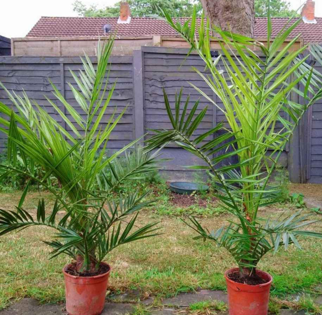 Hardy Phoenix Palm, 2 Trees 60-80cm 15cm pot Tall Pot Exotic Patio Plants