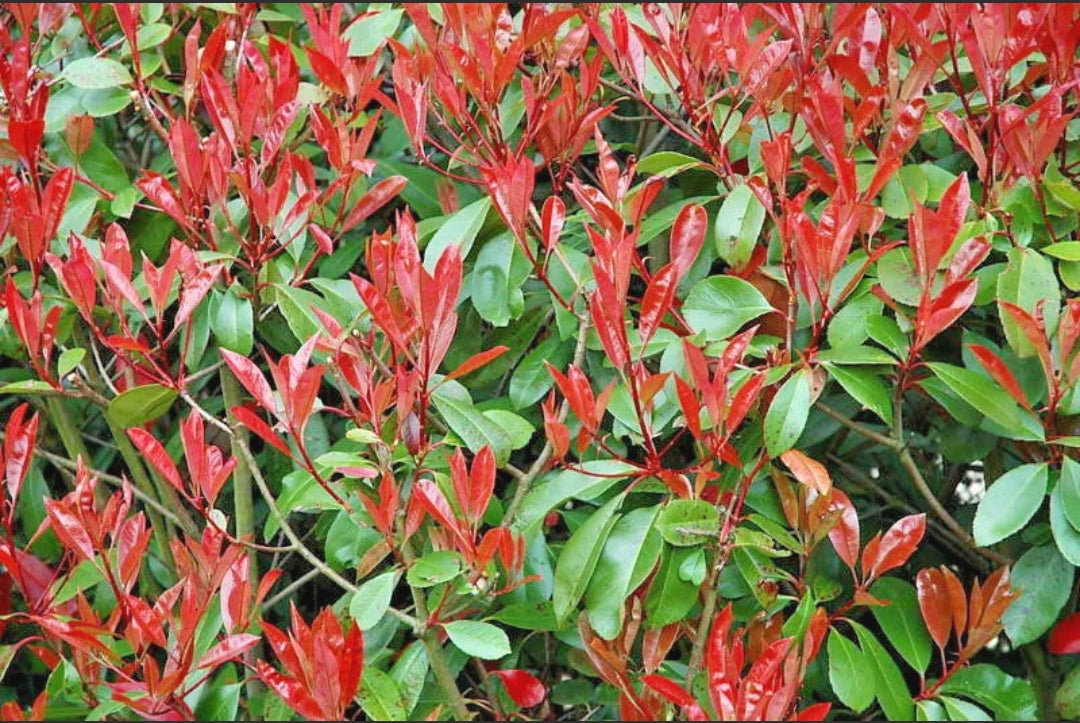 5 Christmas Berry / Photinia fraseri 'Red Robin' 35-45cm Tall grown in 9cm pots