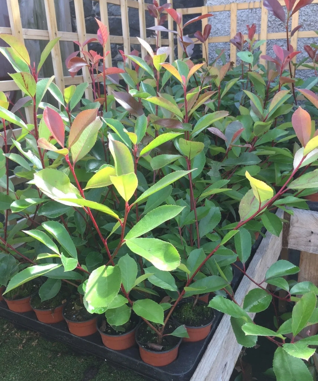 5 Christmas Berry / Photinia fraseri 'Red Robin' 35-45cm Tall grown in 9cm pots