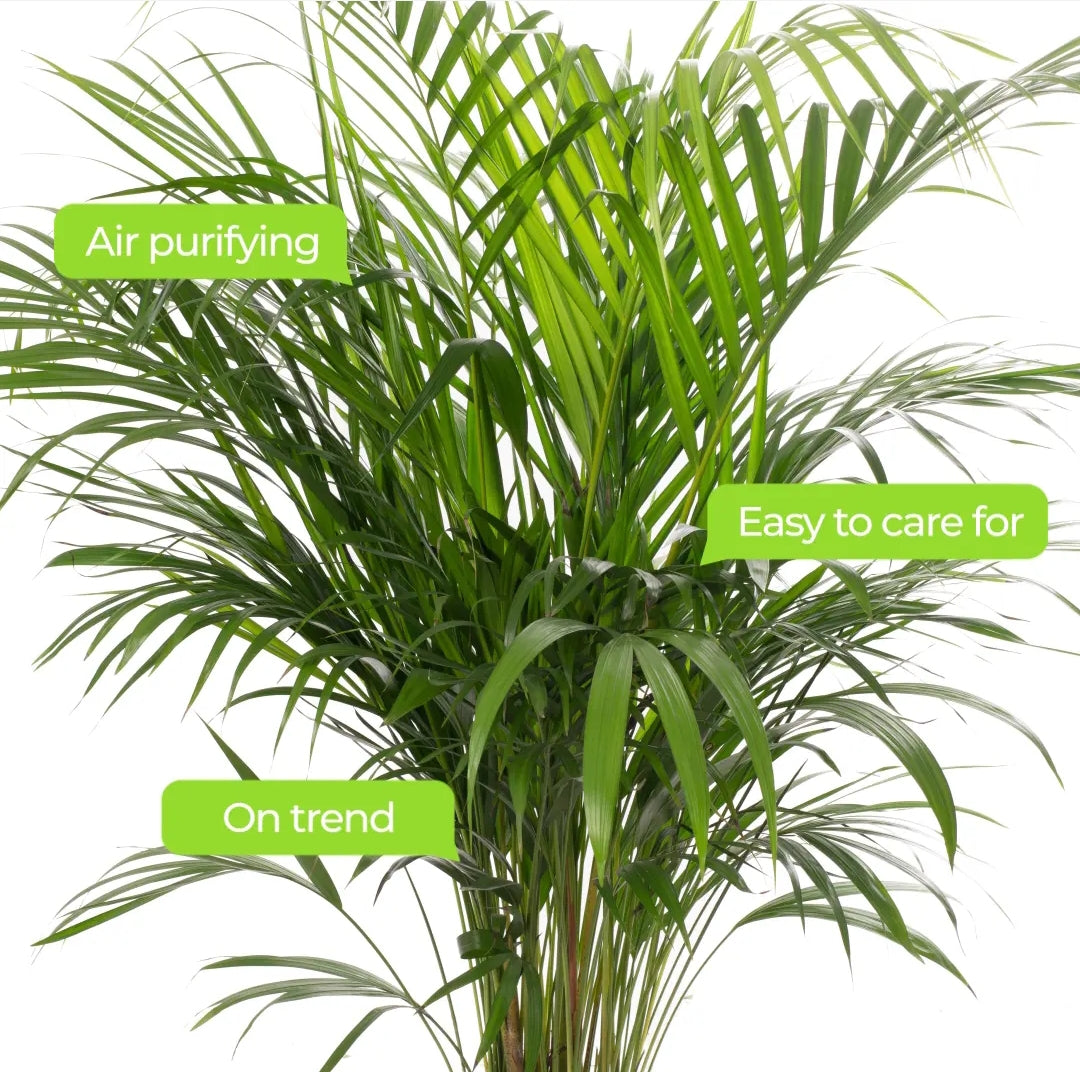 Areca palm (Butterfly Palm) 14cm pot 50-60cm tall - easy care indoor houseplant