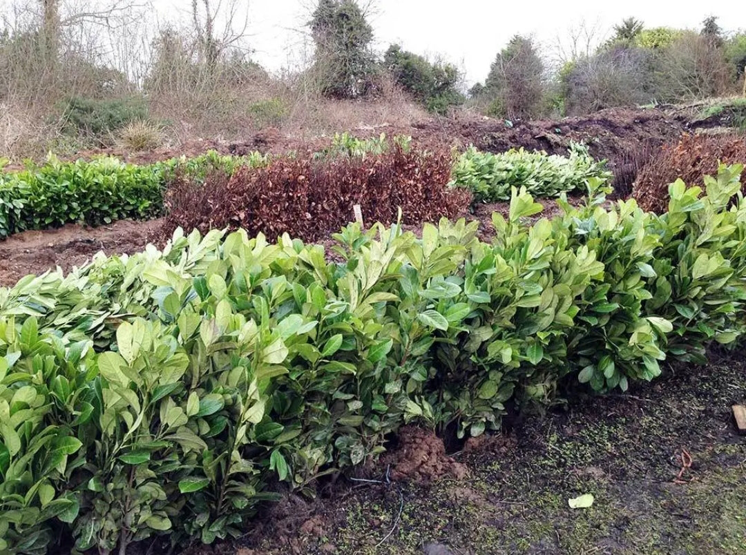 10 x 2.5-3ft Laurel Evergreen bare root hedge plants - low maintenance hedging(10 plants)