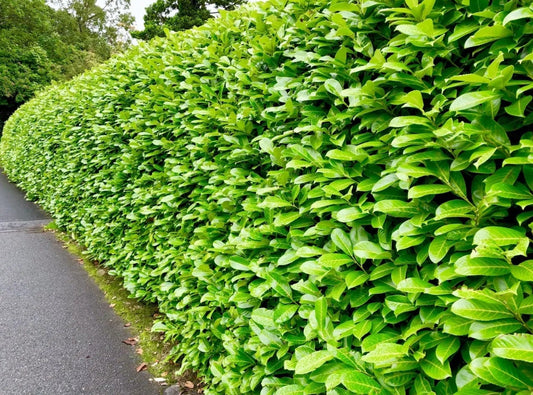 10 x 2.5-3ft Laurel Evergreen bare root hedge plants - low maintenance hedging(10 plants)