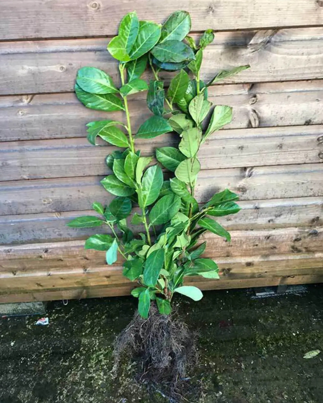 10 x 2.5-3ft Laurel Evergreen bare root hedge plants - low maintenance hedging(10 plants)