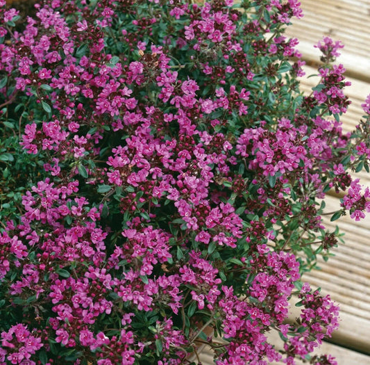 Thyme 'Creeping Red' Medium Plug Plants x 4. Common Herb. Ground Cover.