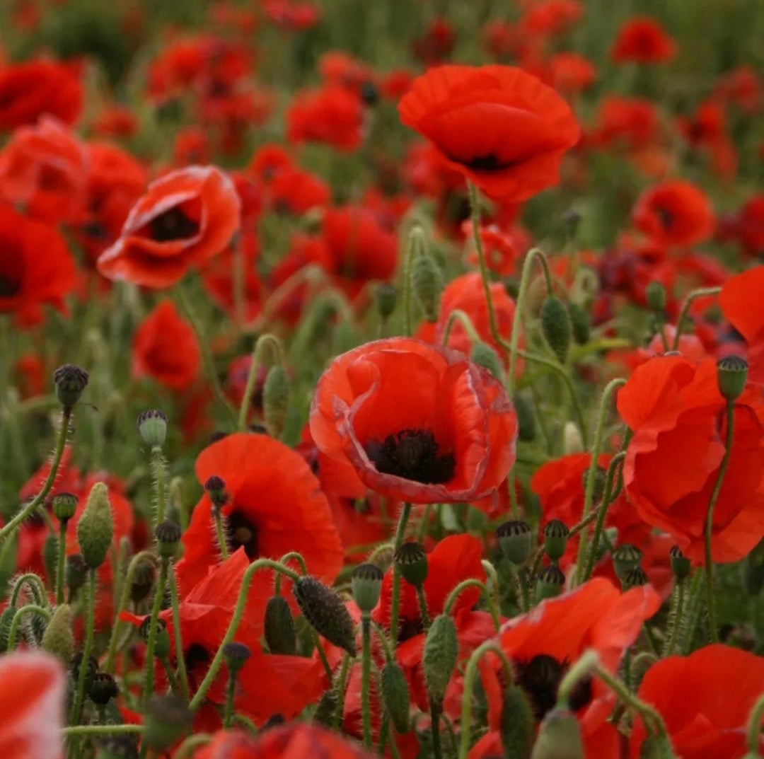 Red Poppy Corn Poppy  5000 Seeds Papaver Flanders FREE